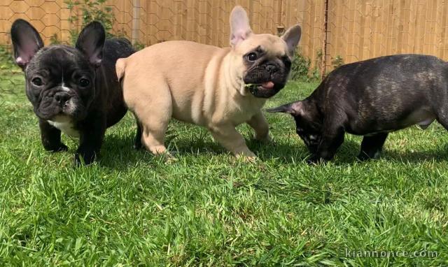 Chiot bouledogue francais