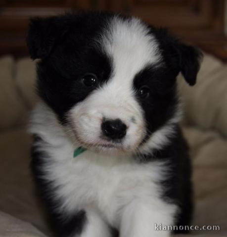 Chiot Type Border collie Femelle Ã  donner	