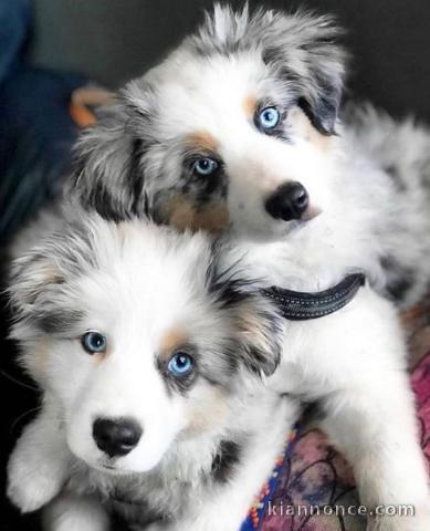 Chiots Bergers Australien aux yeux bleus