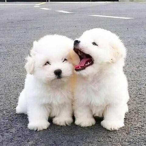 Chiots Coton de Tulear