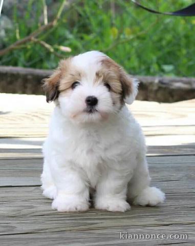 Chiots Coton de Tulear