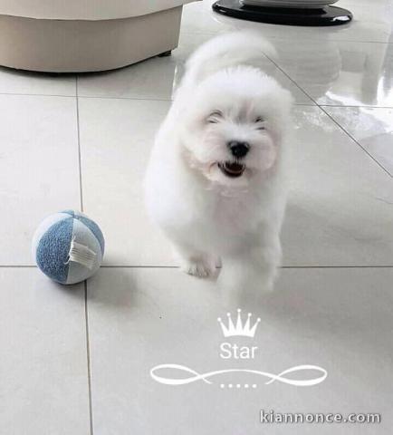 Chiots Coton de Tulear