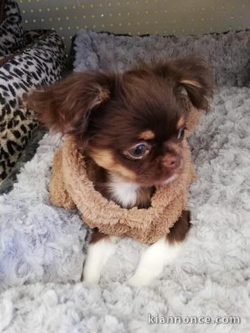 Chiot Chihuahua adorable