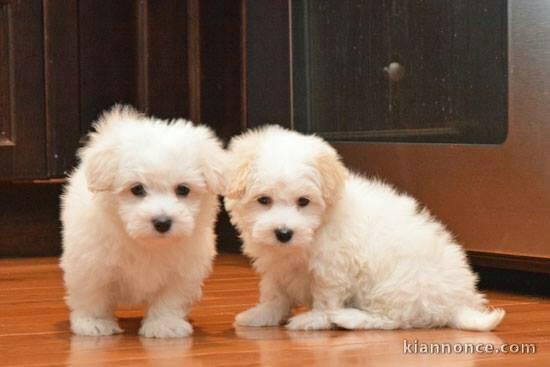 Chiots Coton de Tulear