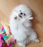 chiots spitz nain adorable