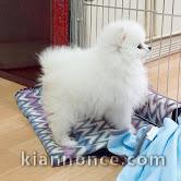 chiots spitz nain adorable