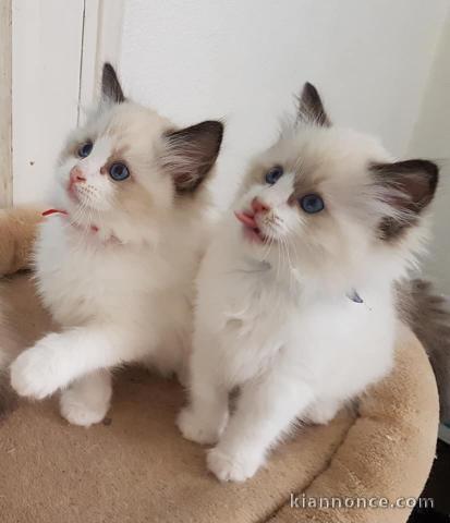 Magnifiques chatons Ragdoll a donner