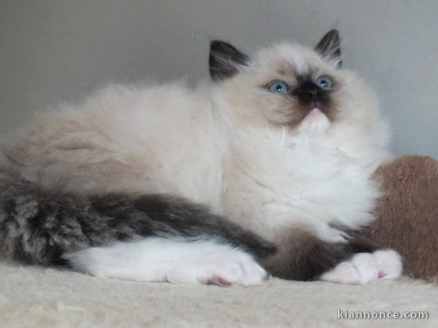 Magnifiques chatons Ragdoll