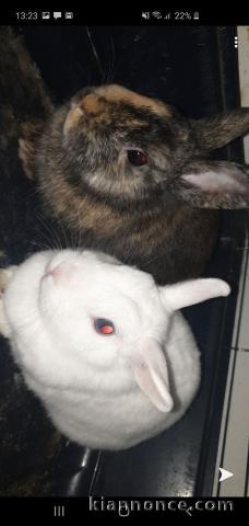 Deux lapins nain femelle 