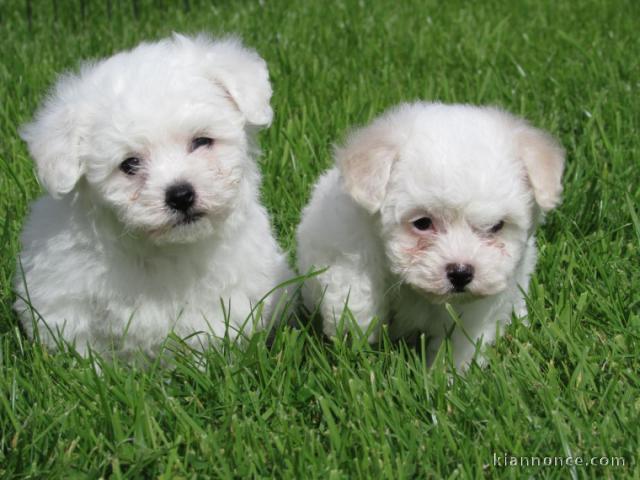 Magnifiques chiots bichon maltais a donner 