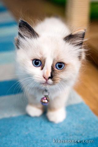 A Donner petit chaton type Ragdoll