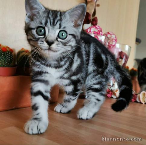 Chatons tigrés à adopter de suite 