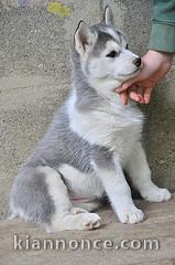 A donner chiots husky