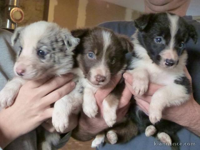 Adorable chiots  Border Collie  a donner