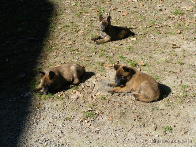 Magnifiques chiots Berger belge a donner