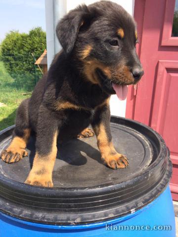 A donner chiots Beauceron