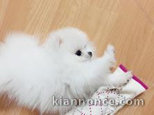 chiots spitz nain adorable