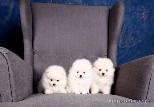 chiots spitz a reserve