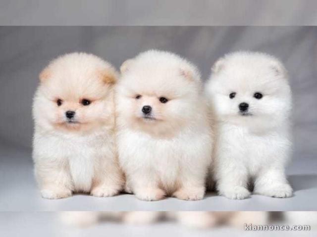 A donner chiots  spitz nain