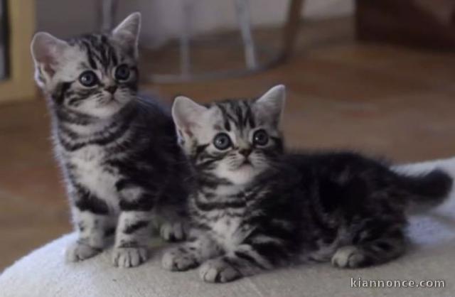 Adorable chaton tigre Britishshort hair