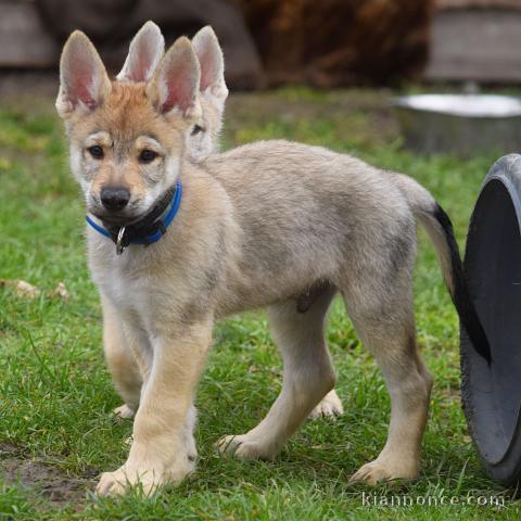 Chiots Chien-loup tchecoslovaque