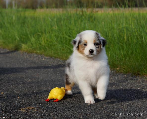 Chiot Berger Australien