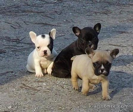 chiots Bouledogue Français