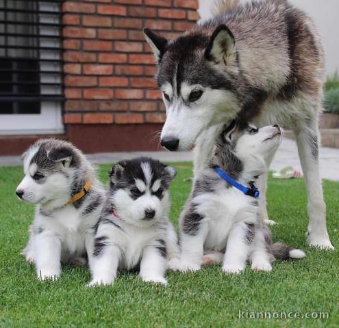 Chiots Husky Sibériens aux yeux bleus