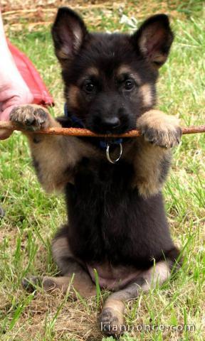   chiots berger allemand à donner