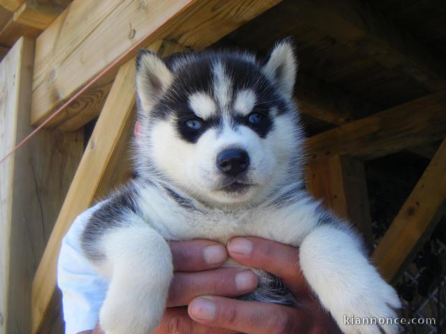 Chiots husky sibérien Magnifiques