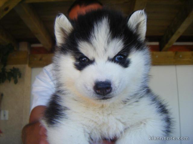  Chiots husky sibérien Magnifiques