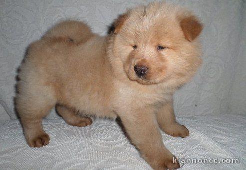 Chiots chow chow pour bonne maman