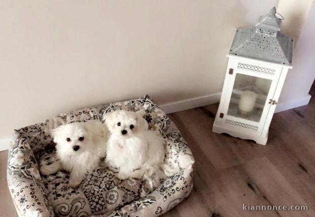 Chiots Bichon Maltais 