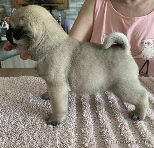 chiots bouledogue français