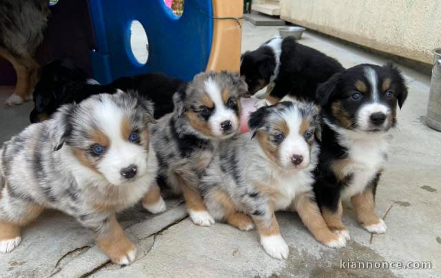   Très jolis chiots berger américain miniature