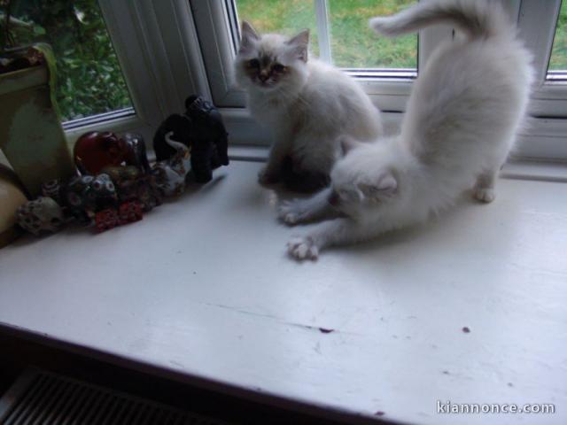 chatons de race Sacré de Birmanie