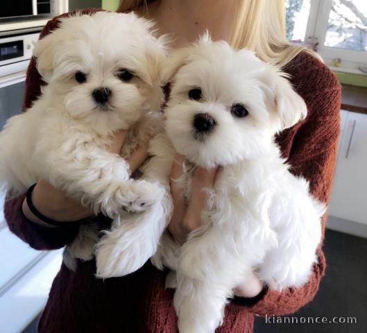 2 chiots Bichon Maltais 