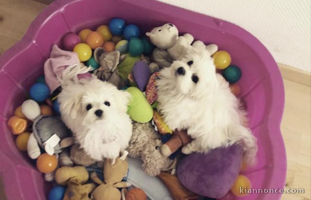 Chiots Bichon Maltais disponibles 