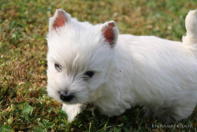 Jolis chiots White Terrier