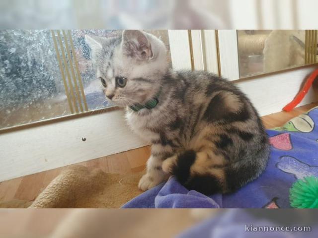 2 chatons British Shorthair tigrés 