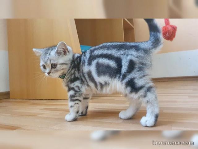 Deux chatons tigrés British Shorthair  à adopter 