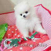 chiots spitz nain adorable