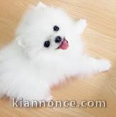 chiots spitz nain adorable