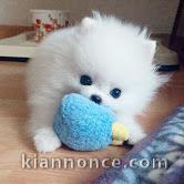 chiots spitz nain adorable