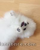 chiots spitz nain adorable