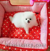 chiots spitz nain adorable