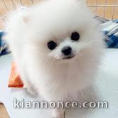 chiots spitz nain adorable