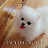 chiots spitz nain adorable