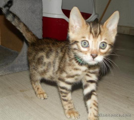chatons bengal non LOOF a réserver