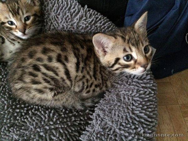 chatons bengal non LOOF a réserver